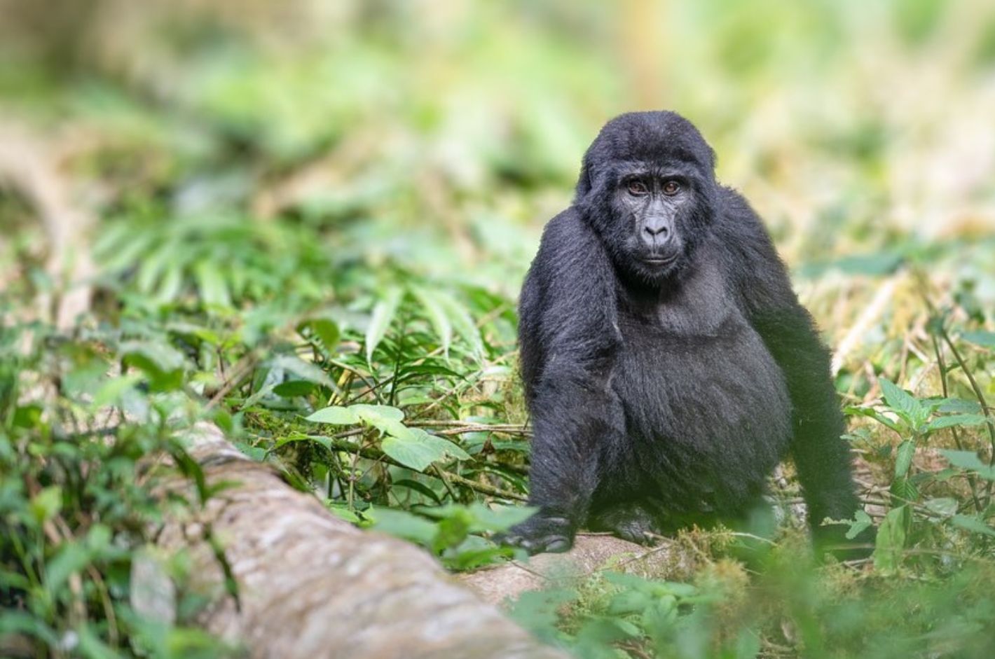 facts about mountain gorillas