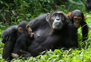 3-Day Kibale Chimpanzee Tracking Safari