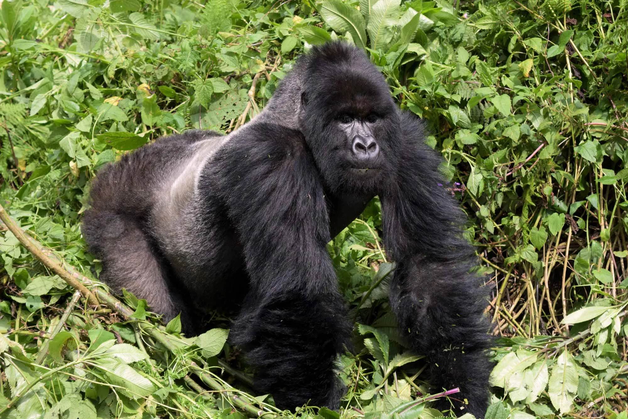1 Day Gorilla Trekking Uganda