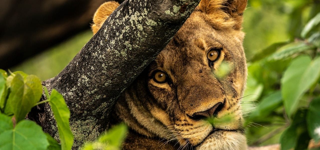 facts about queen elizabeth national park