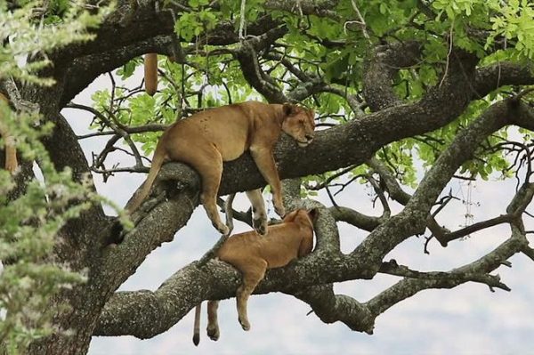 7 Days Uganda Wildlife Safari