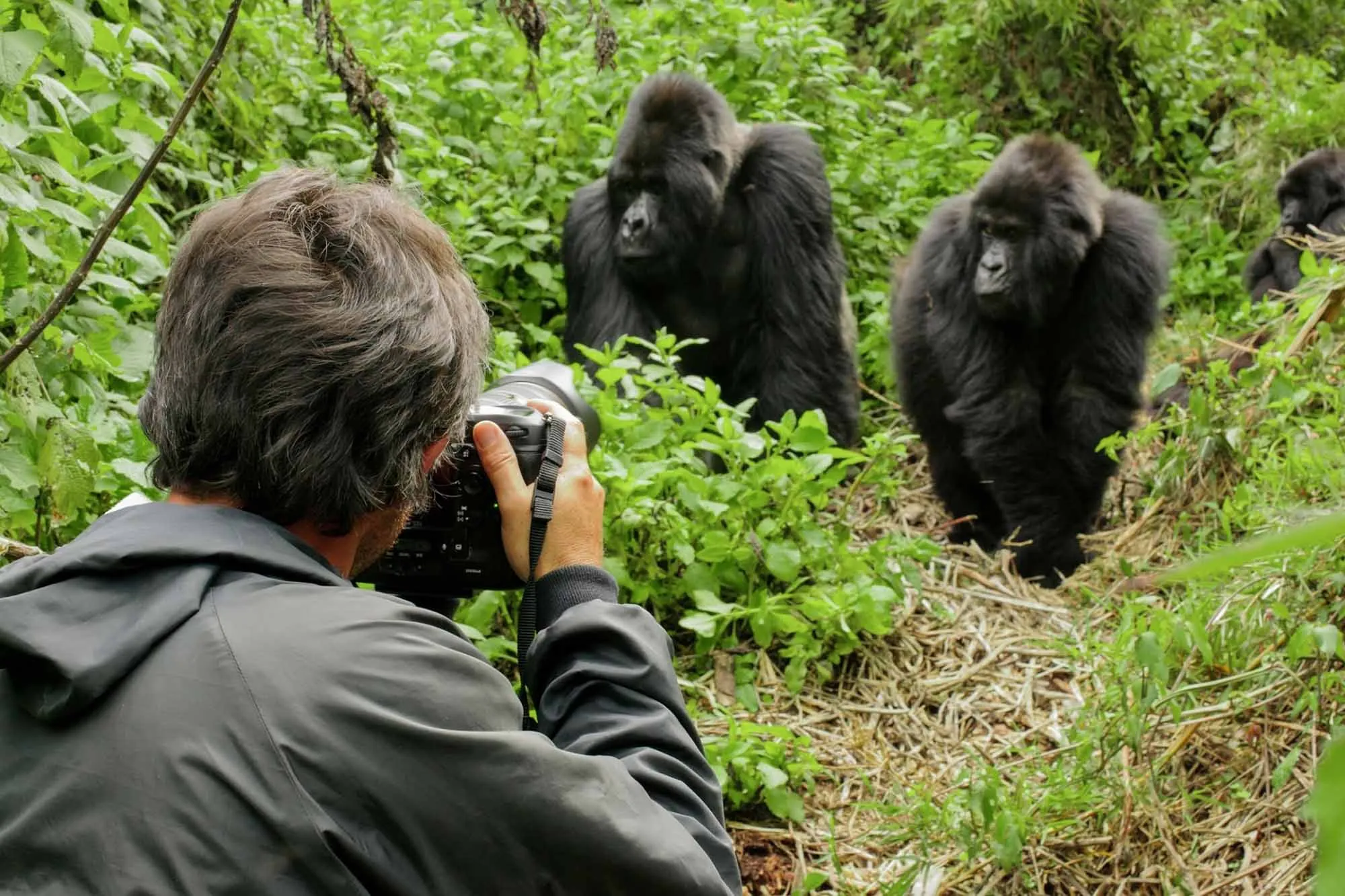5 Days Kibale and Bwindi Gorilla Safari