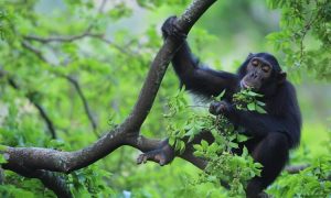 2 Days Kibale Chimpanzee Trekking Safari