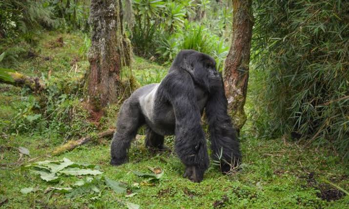 Silverback gorilla speed