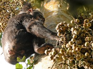 7 Days Uganda Primate Safari