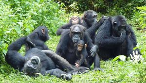 3 Days Kibale Primates Tour
