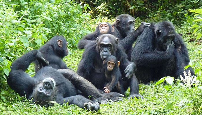 3 Days Kibale Primates Tour