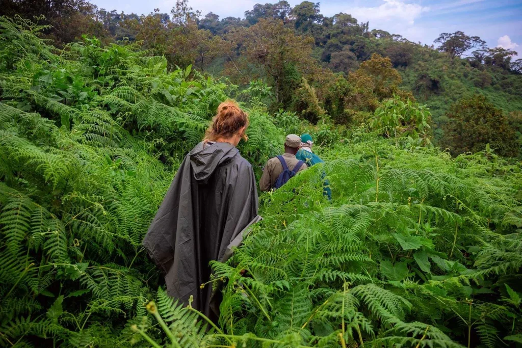 How Hard is Gorilla Trekking in Uganda - Terrains, Weather, Physically, & Mentally