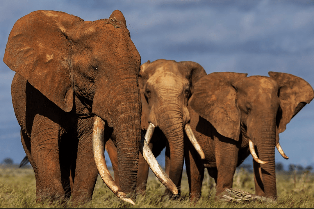 Uganda Wildlife Safaris