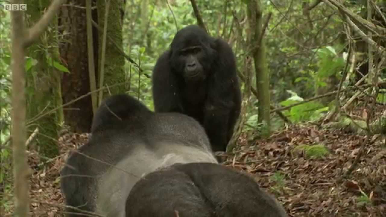 How Do Silverback Gorillas Attract Their Mates