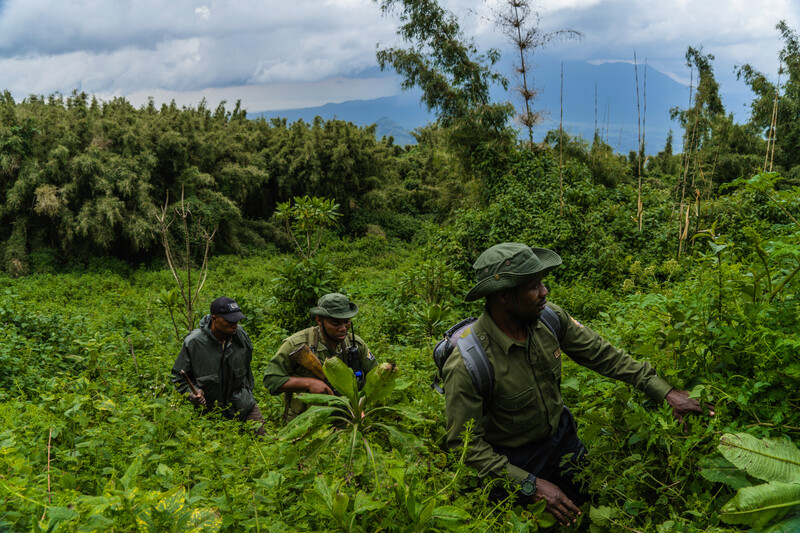 How to Prepare for Gorilla Trekking