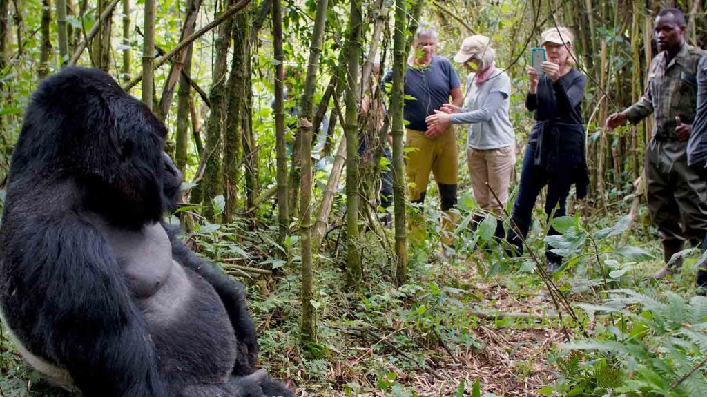 Best Places to See Gorillas in Africa