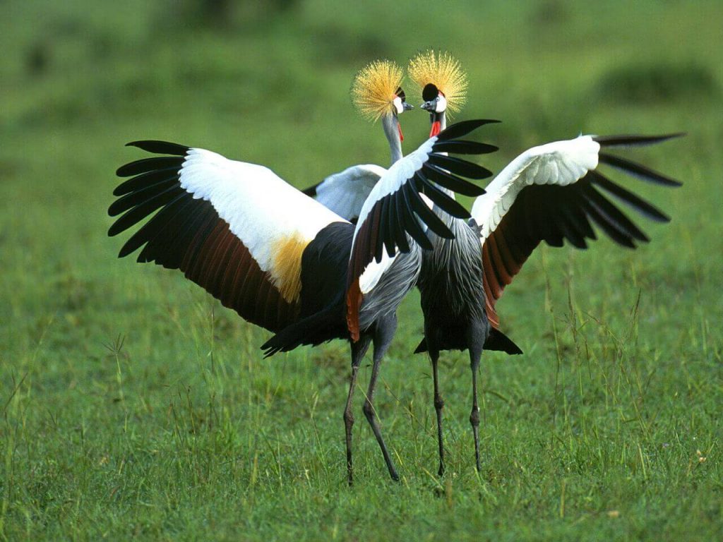 Birdwatching Hotspots in Uganda