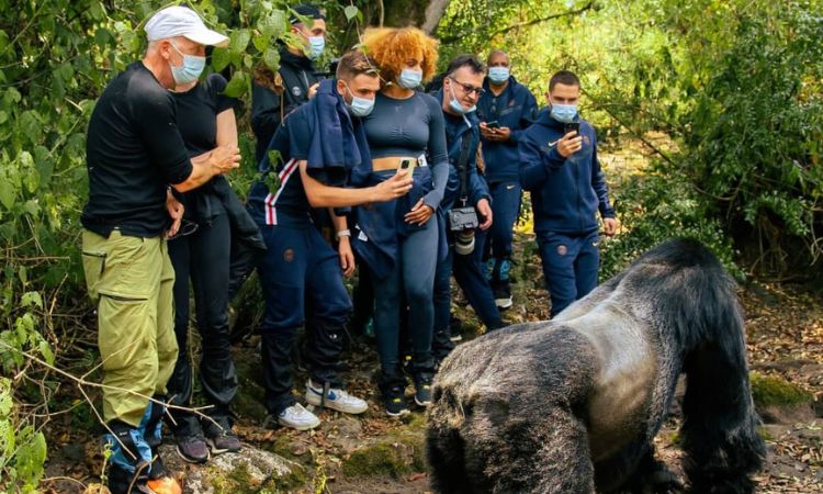 Uganda Gorilla Permit Availability
