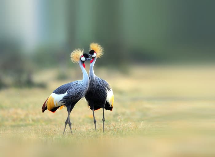 Grey Crowned Crane Symbolism