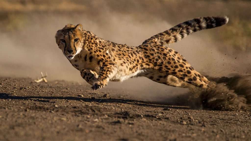 Are There Cheetahs in Uganda