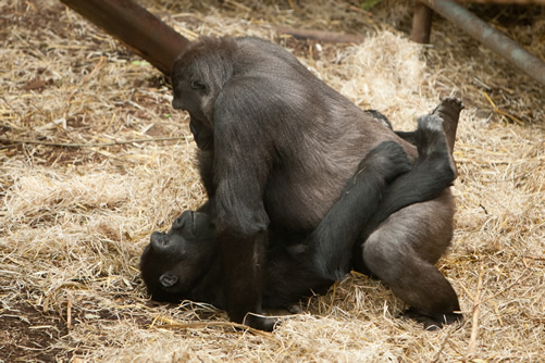 gorillas mating positions