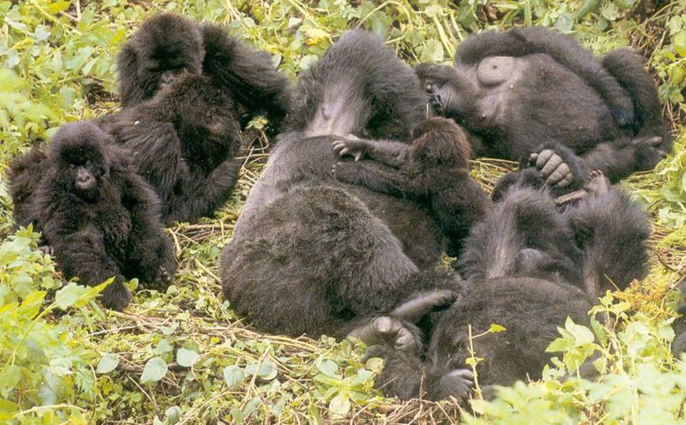 4 Days Gorilla Trekking in Uganda from Kigali