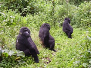 6 Days Uganda Primate Safari