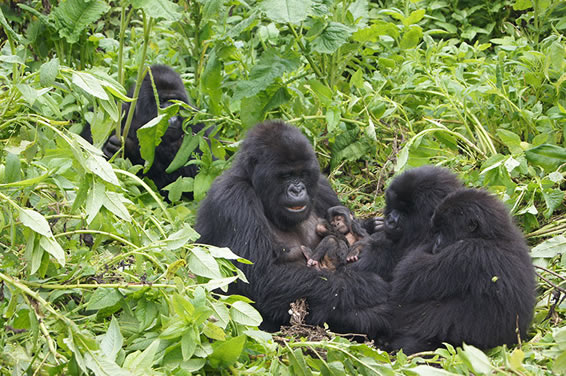 Bwindi gorilla families