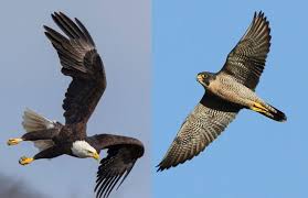Falcon vs eagle which is more dangerous