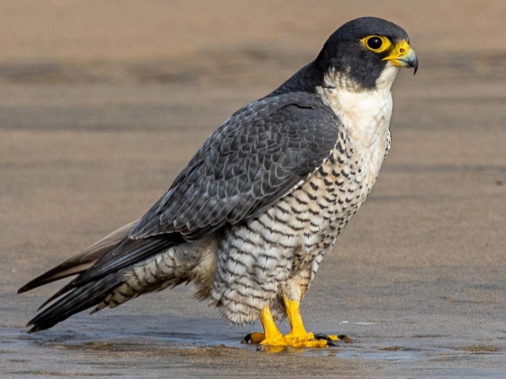 Is a Falcon an Eagle