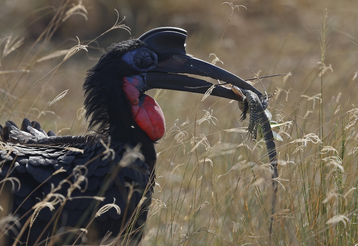 abyssinian ground hornbill in luganda