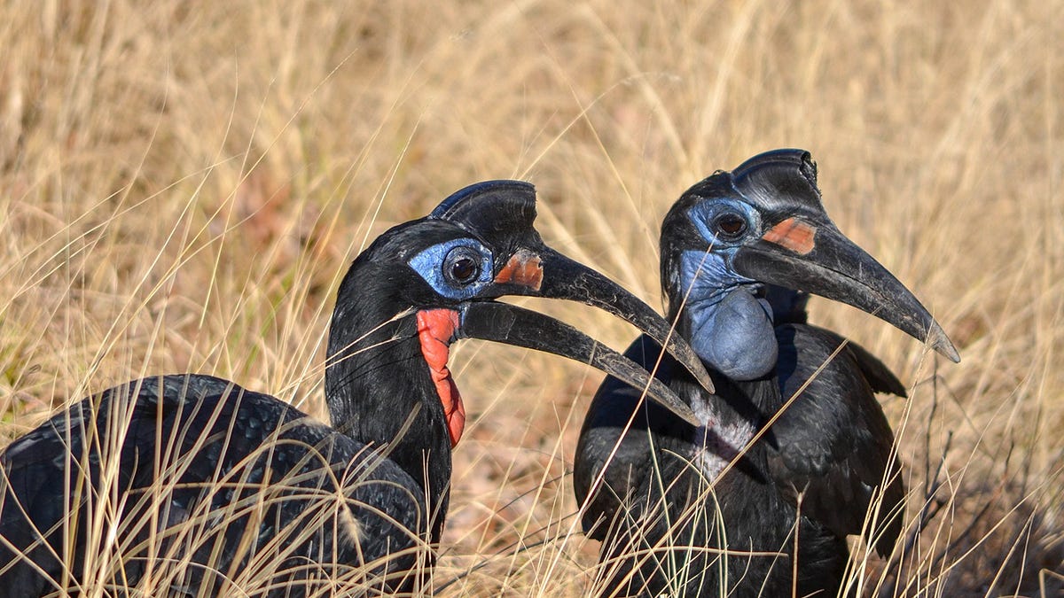 abyssinian ground hornbill male vs female