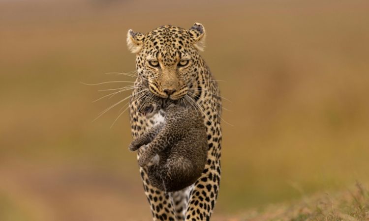 2 Days Queen Elizabeth National Park Safari