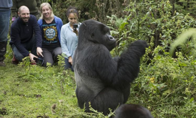 3 Days Gorilla Trekking Safari