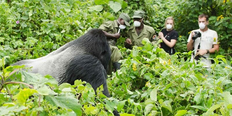 gorilla trekking from Italy