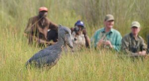 1 Day Mabamba Bird Watching Tour