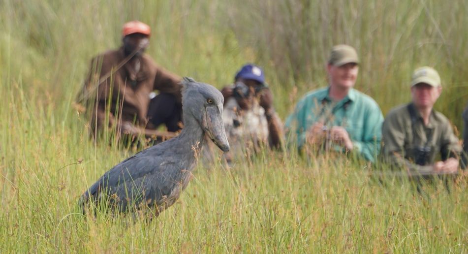 Birding Tours in Uganda