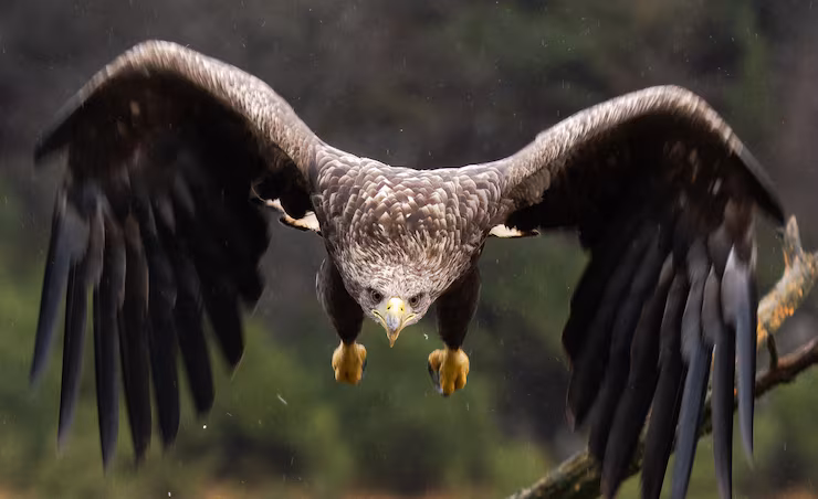 20 interesting facts about eagles