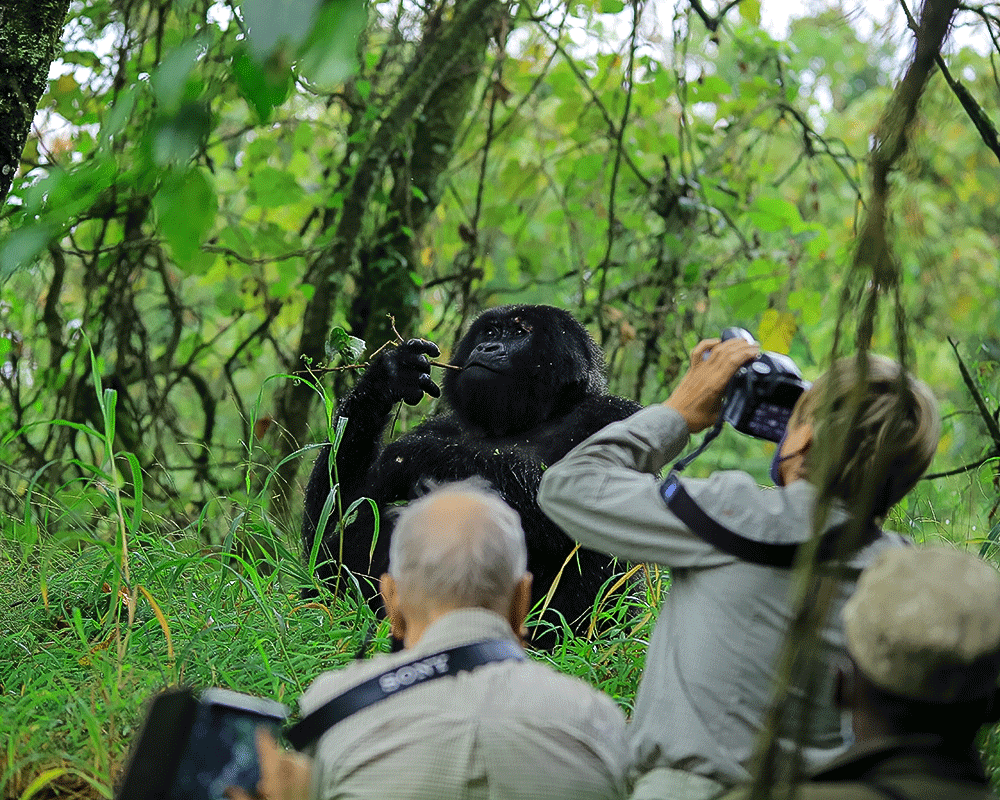 How Much is a 3 Day Gorilla Trek in Uganda