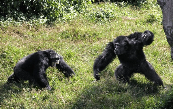 Chimpanzee Civil War in Uganda