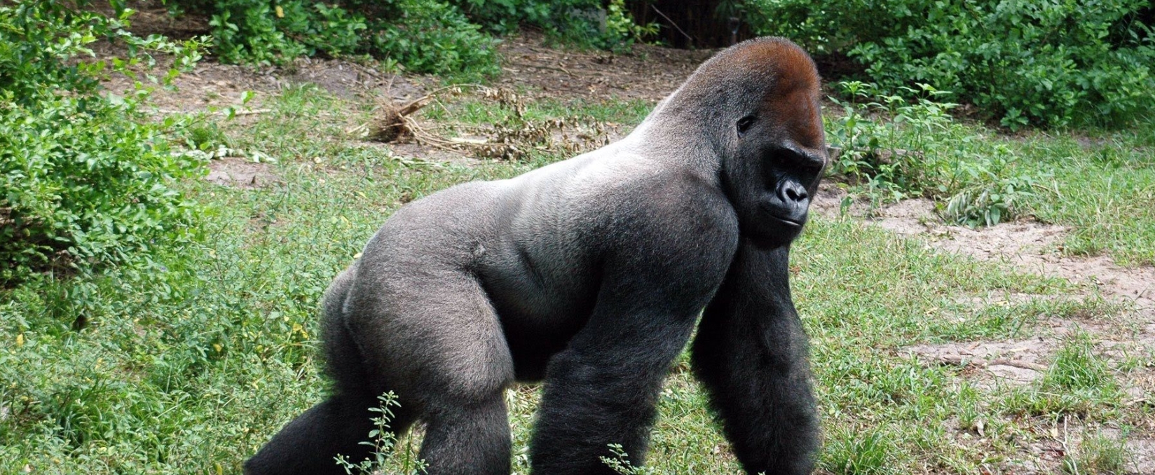 Cross River Gorilla