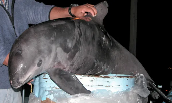 Endangered Animals List