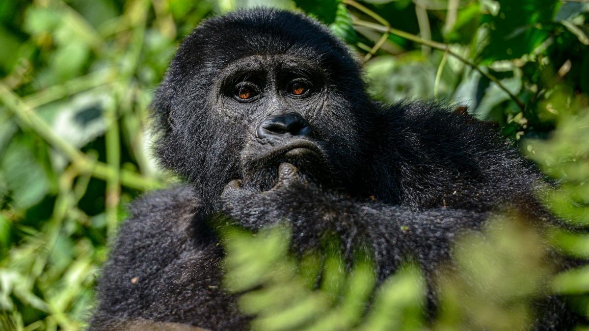 Luxury Gorilla Trekking Uganda