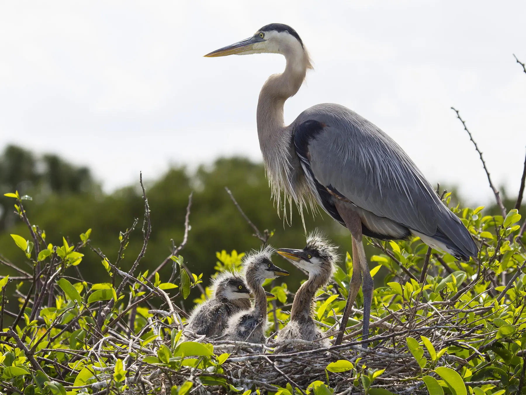 baby great blue heron