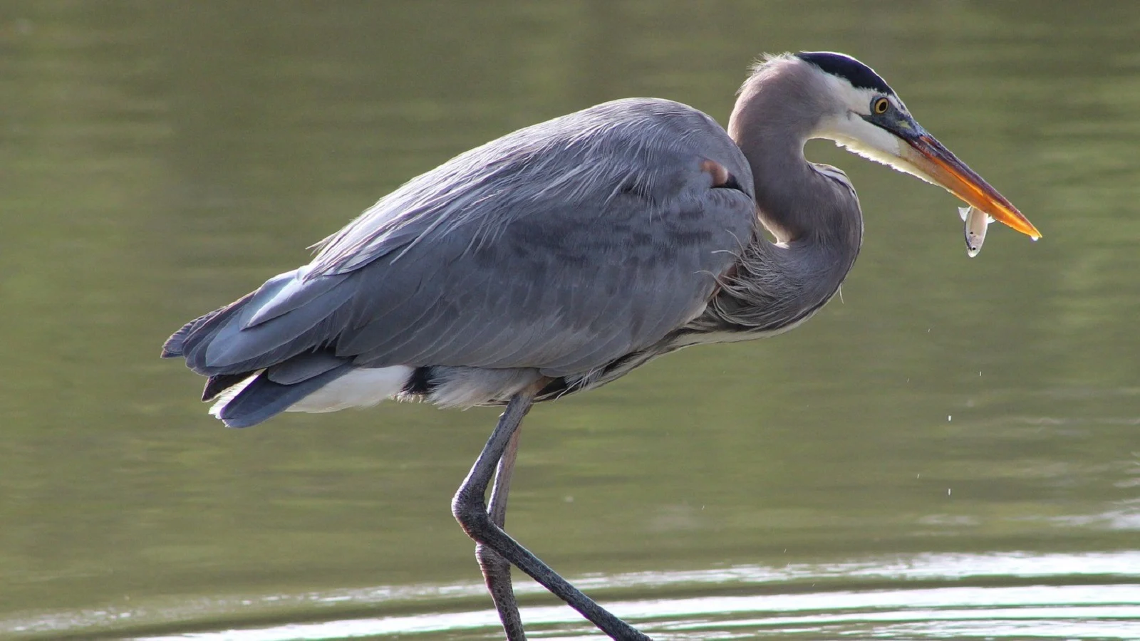 great blue heron