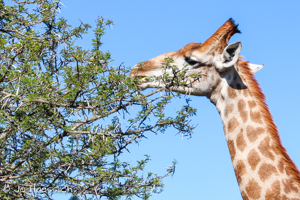 What do Giraffes Eat
