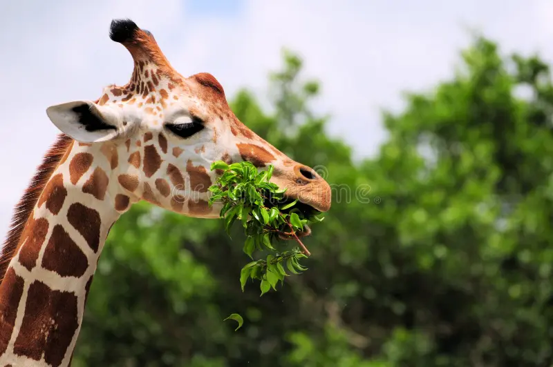 Do Giraffes eat Grass