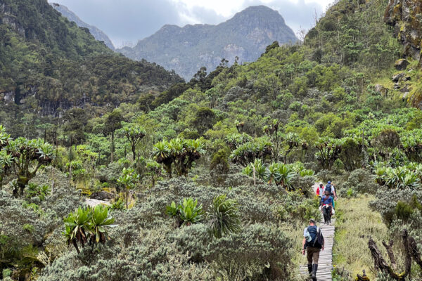 6 days Rwenzori Mahoma Loop trek