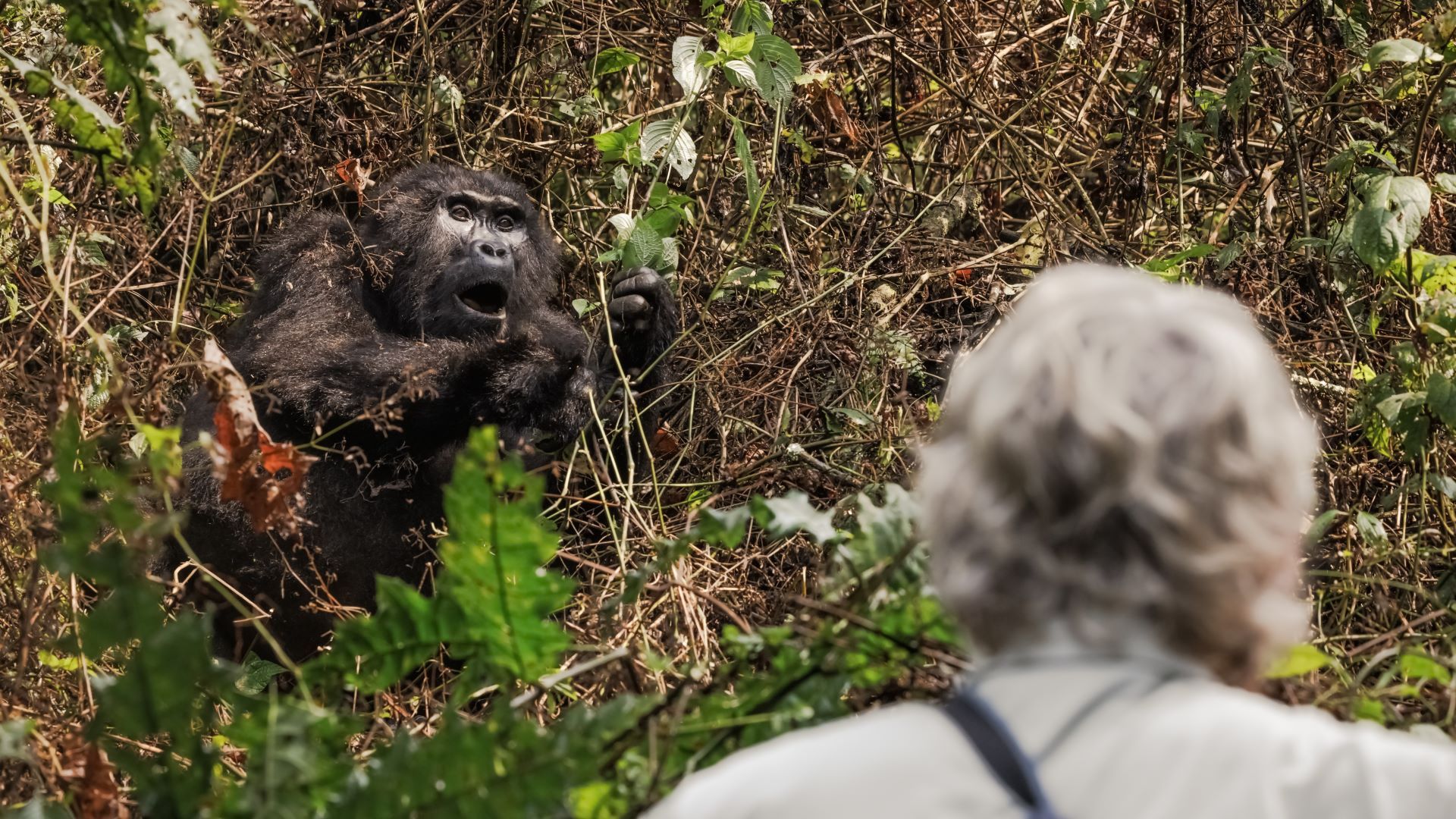 Bwindi gorilla trekking porter