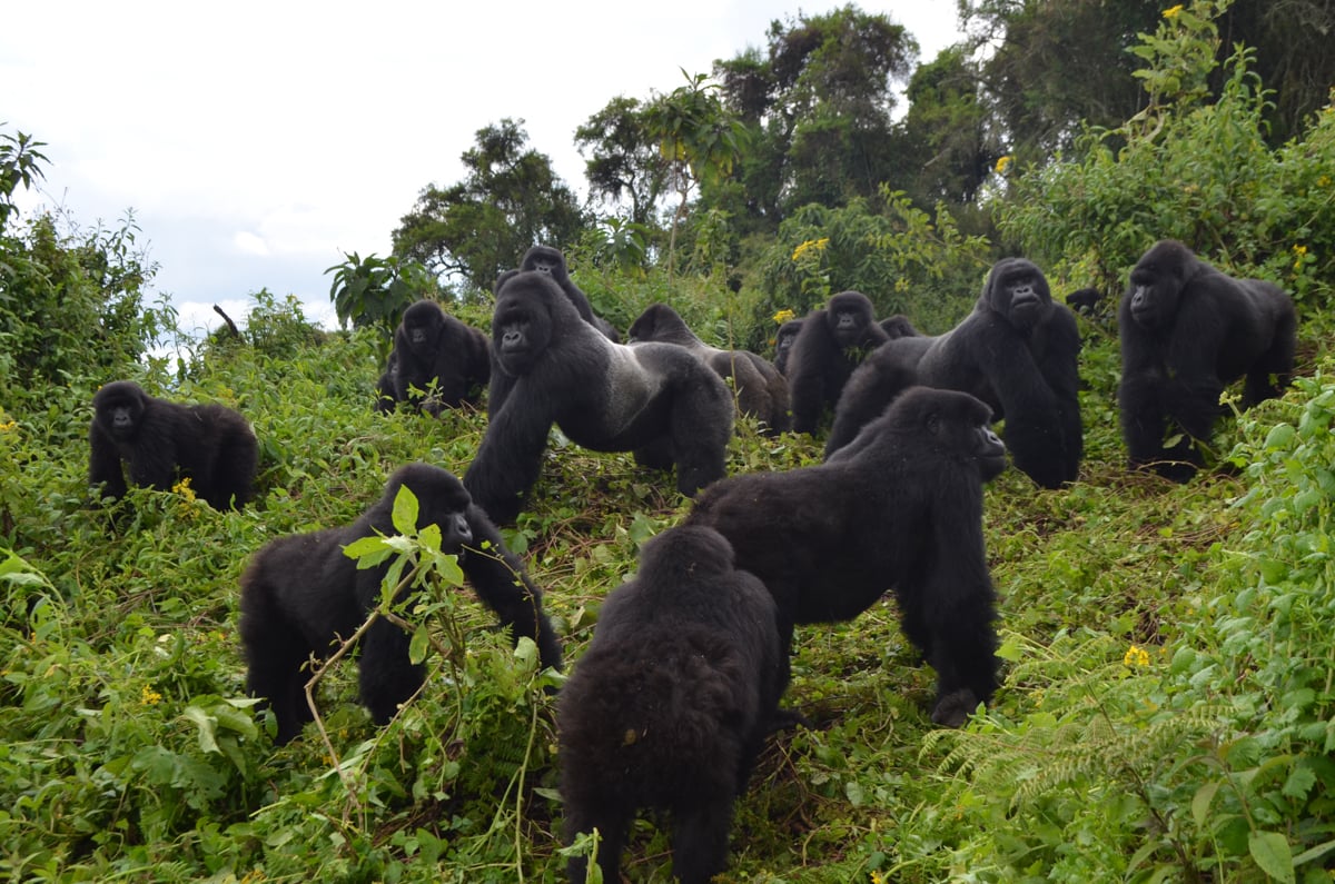Bwindi gorilla trekking sectors