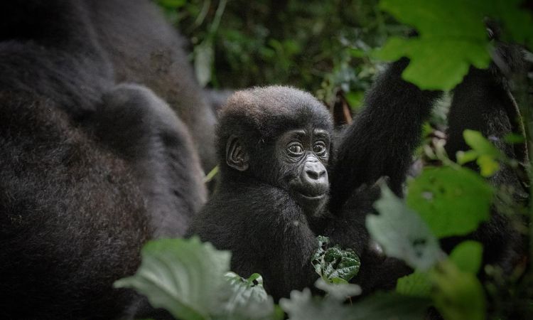 How much is a gorilla permit in Uganda