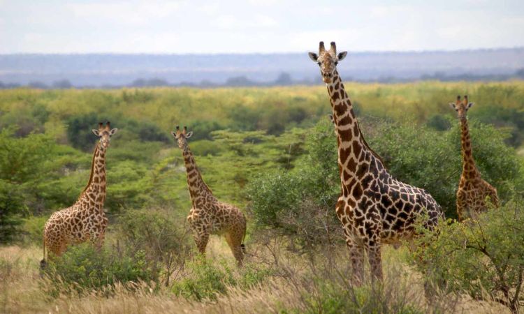 Giraffe