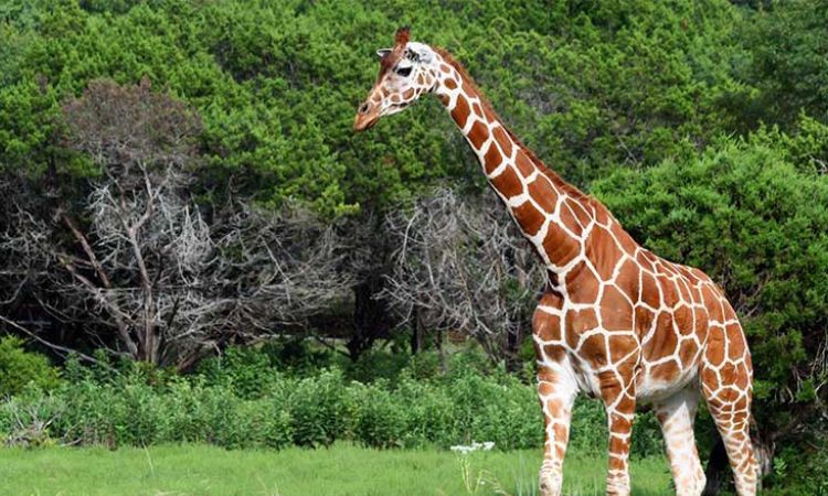 giraffe facts