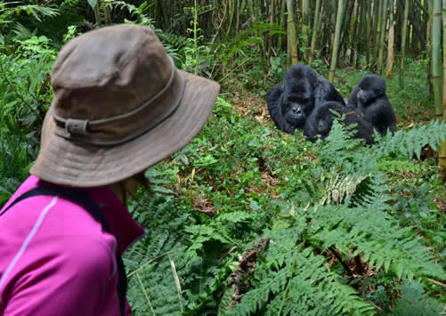 When Do Gorilla Permits Sell Out